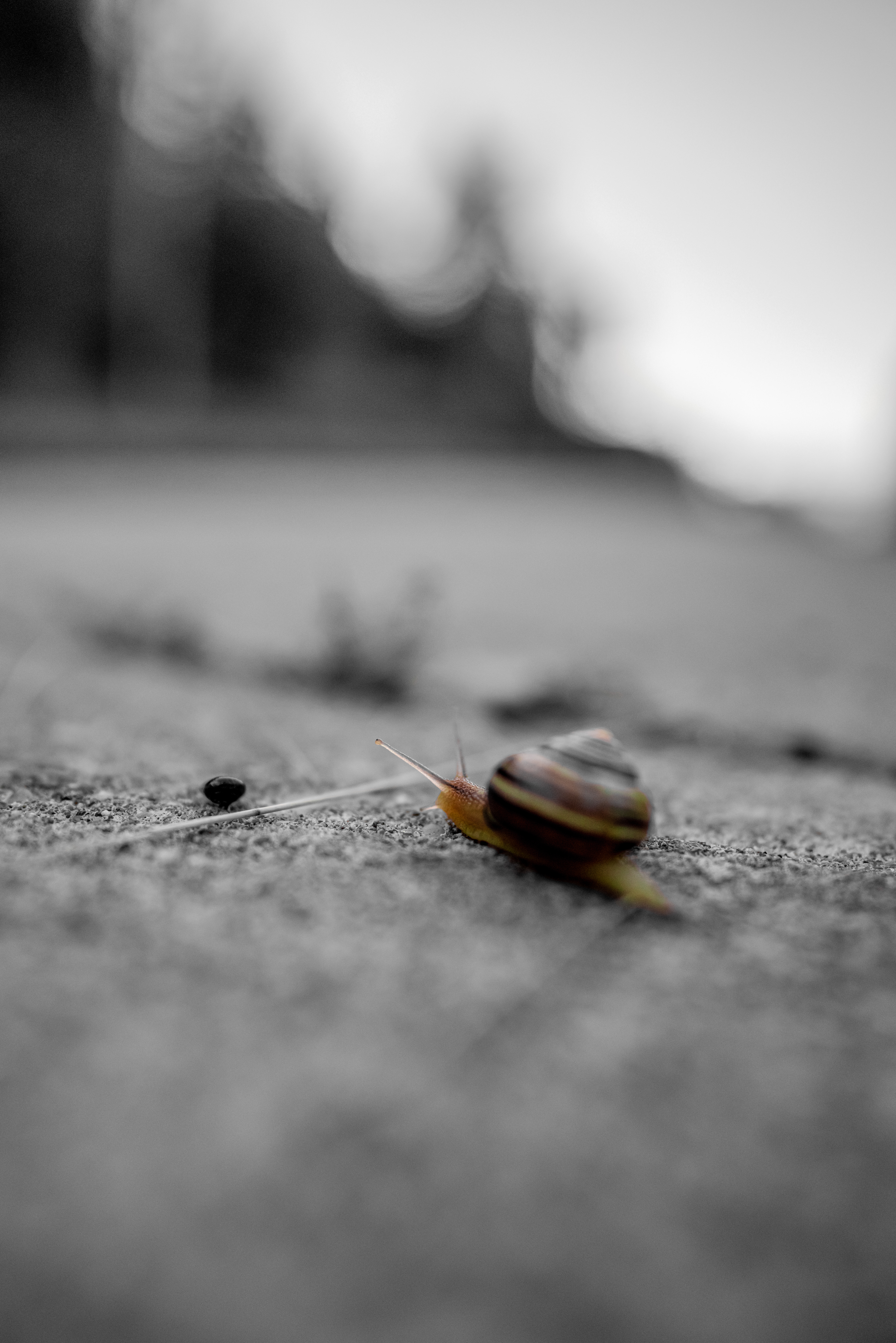 Snail in motion   2020